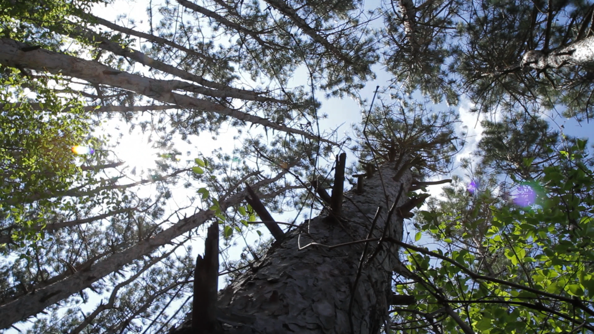 trees upward view