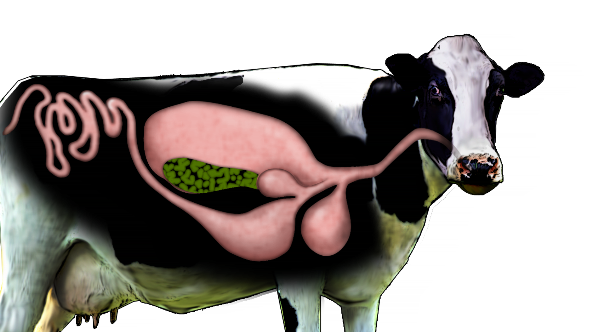 CowDigestion 