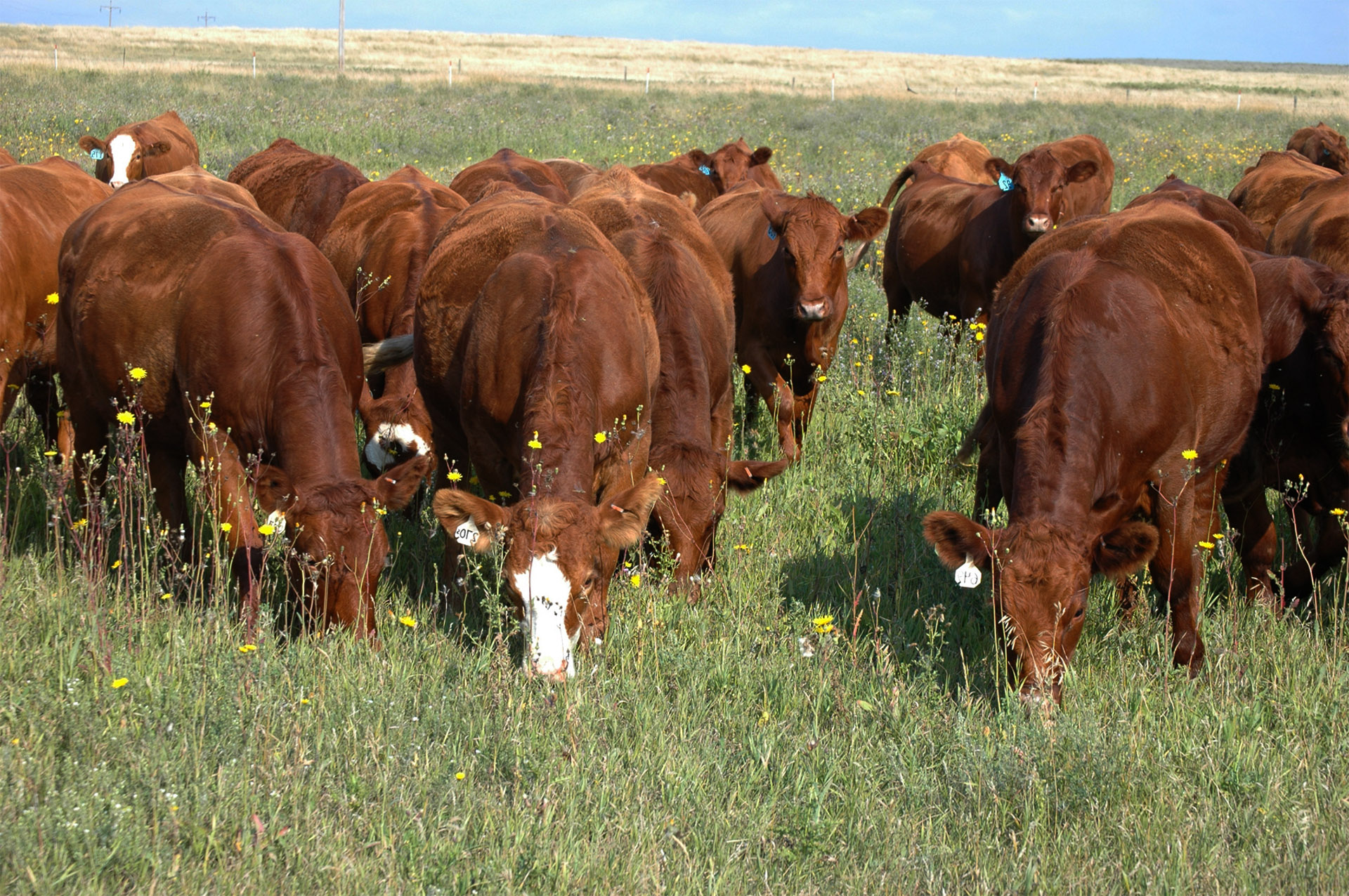 Beef Farming Into The OutdoorsInto The Outdoors