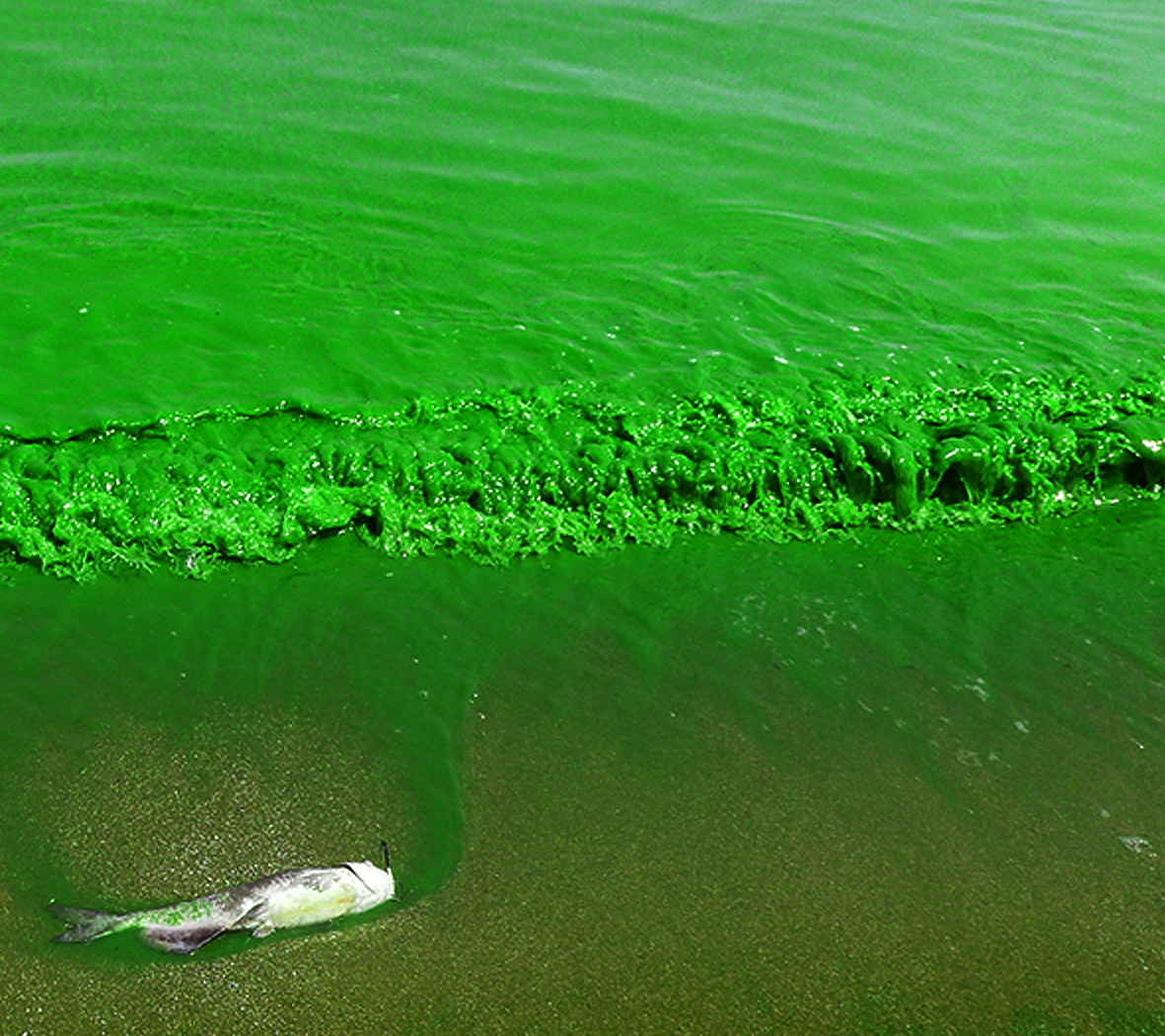 Harmful Algae Blooms, Environment, PSA