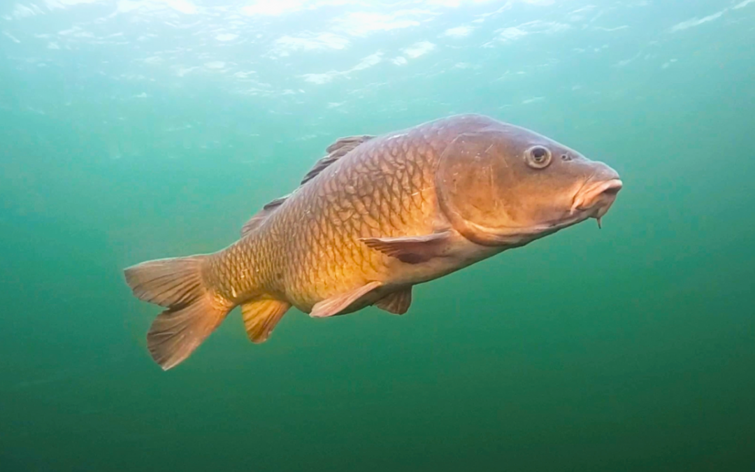 Into Bowfishing: Common Carp