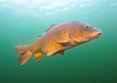 Into Bowfishing: Common Carp