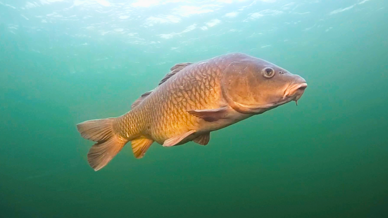 Into Bowfishing: Common Carp