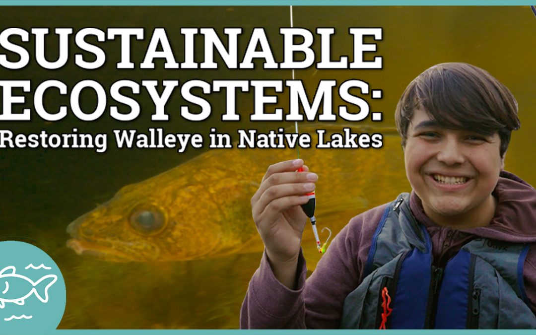 Sustainable Ecosystems: Restoring Walleyes in Native Lakes