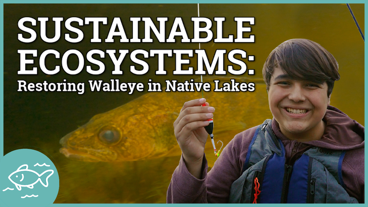 Sustainable Ecosystems: Restoring Walleyes in Native Lakes