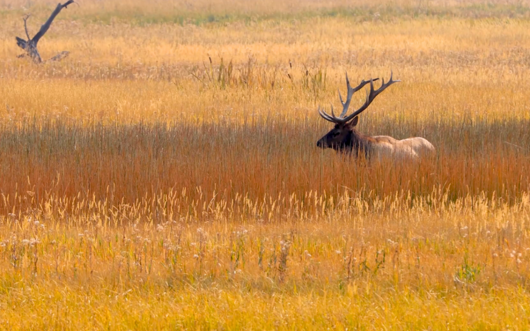 Into Bringing Back Wisconsin’s Elk