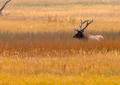Into Bringing Back Wisconsin’s Elk