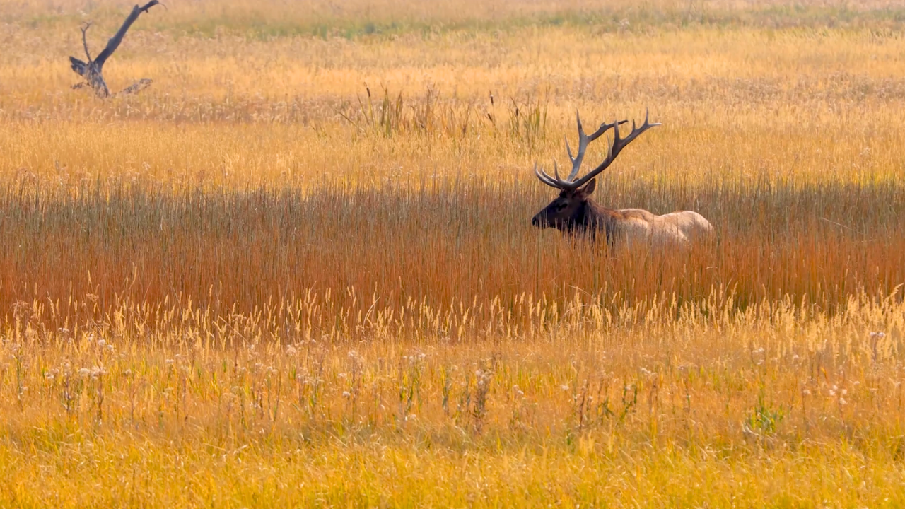 Into Bringing Back Wisconsin’s Elk