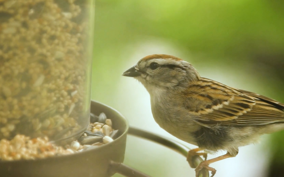 Into Wildlife Rehabilitation: First Responders