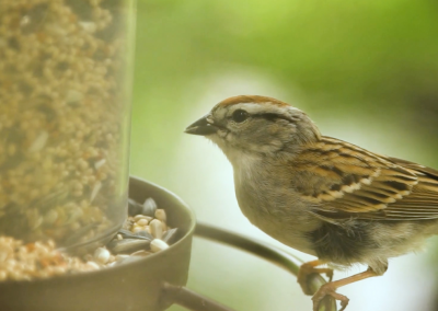 Into Wildlife Rehabilitation: First Responders