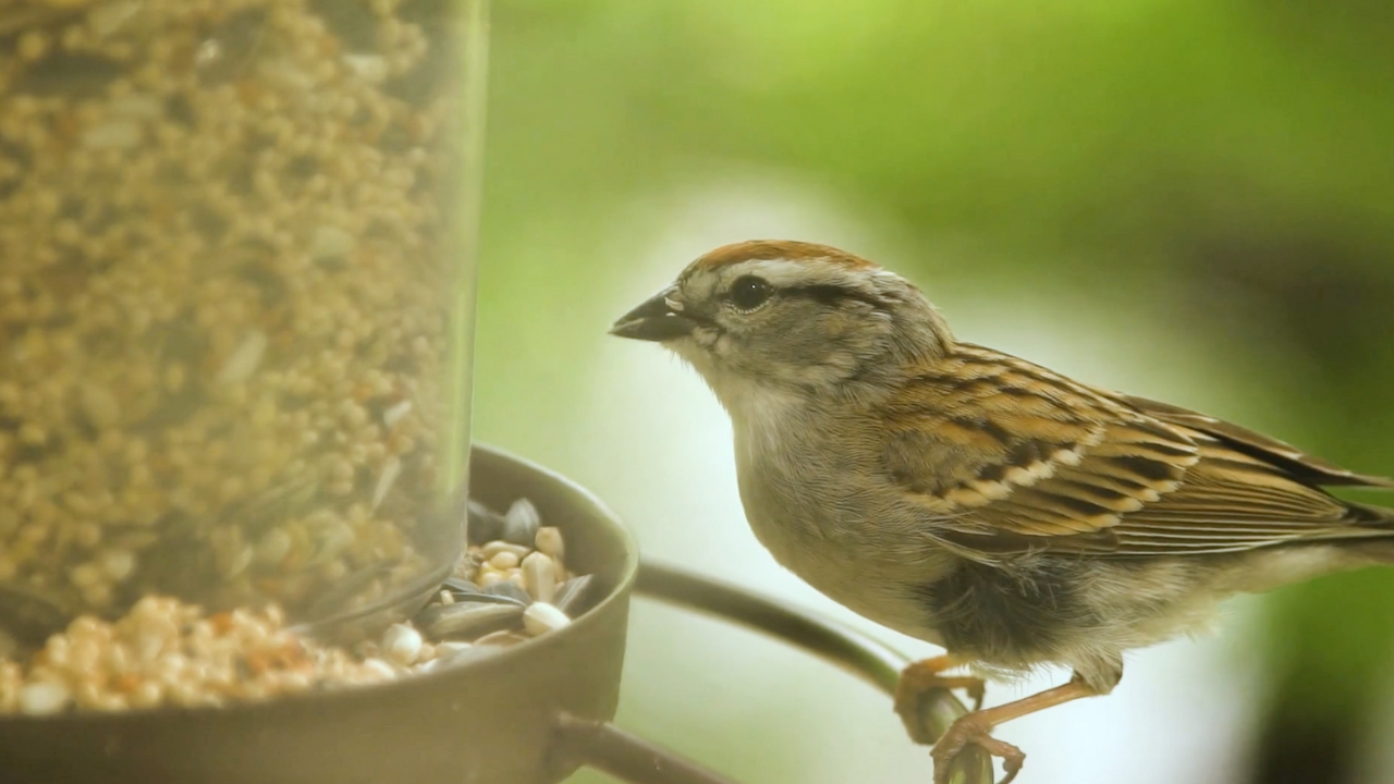 Into Wildlife Rehabilitation: First Responders