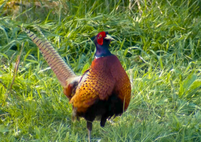 Avian Stewards