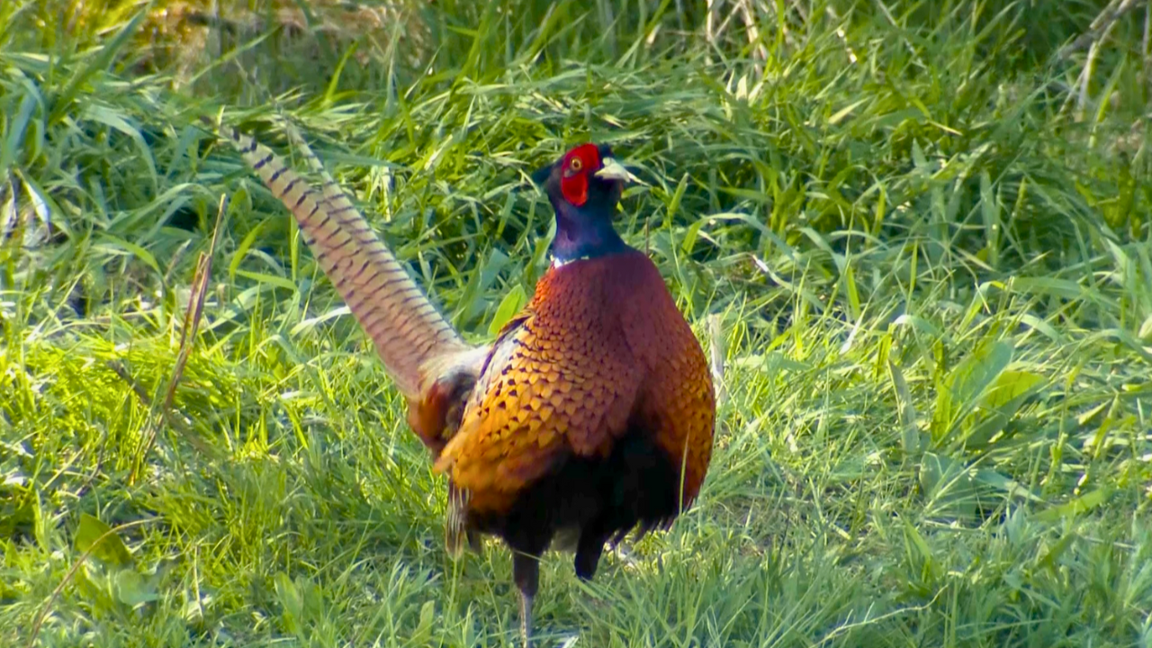 Avian Stewards