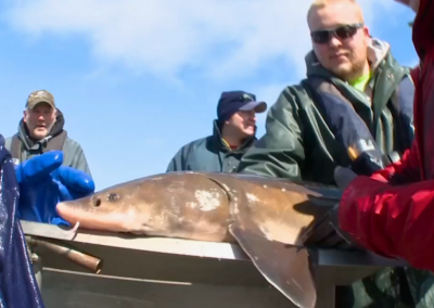 Sturgeon Conservation