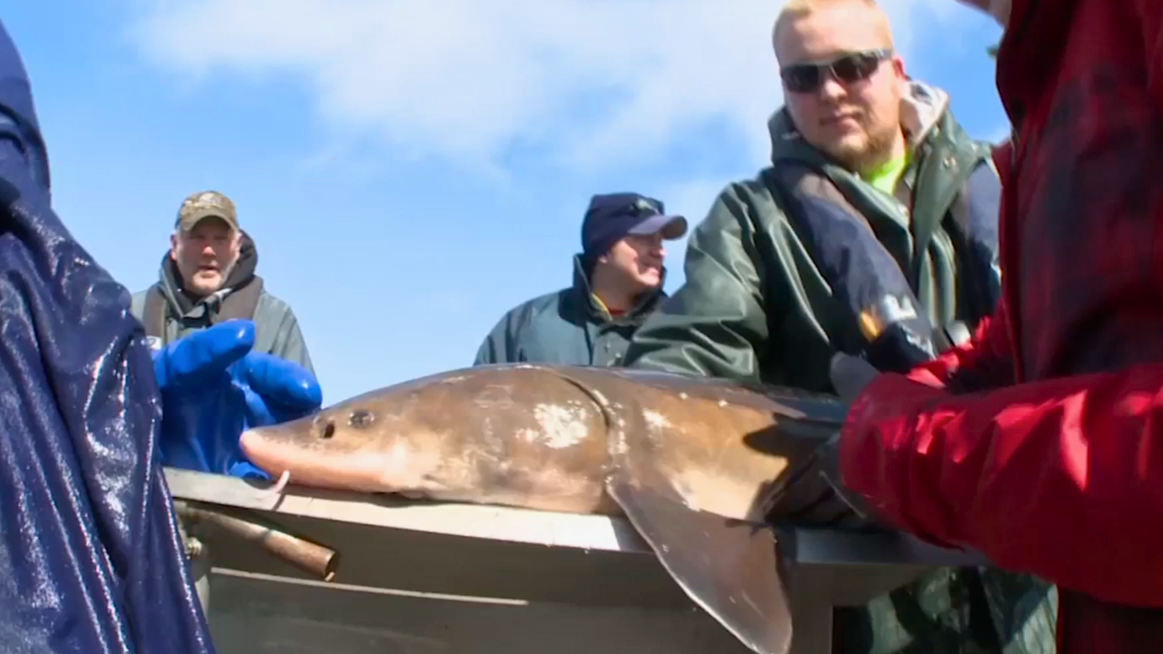 Sturgeon Conservation