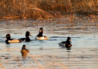 Wetlands Wisdom
