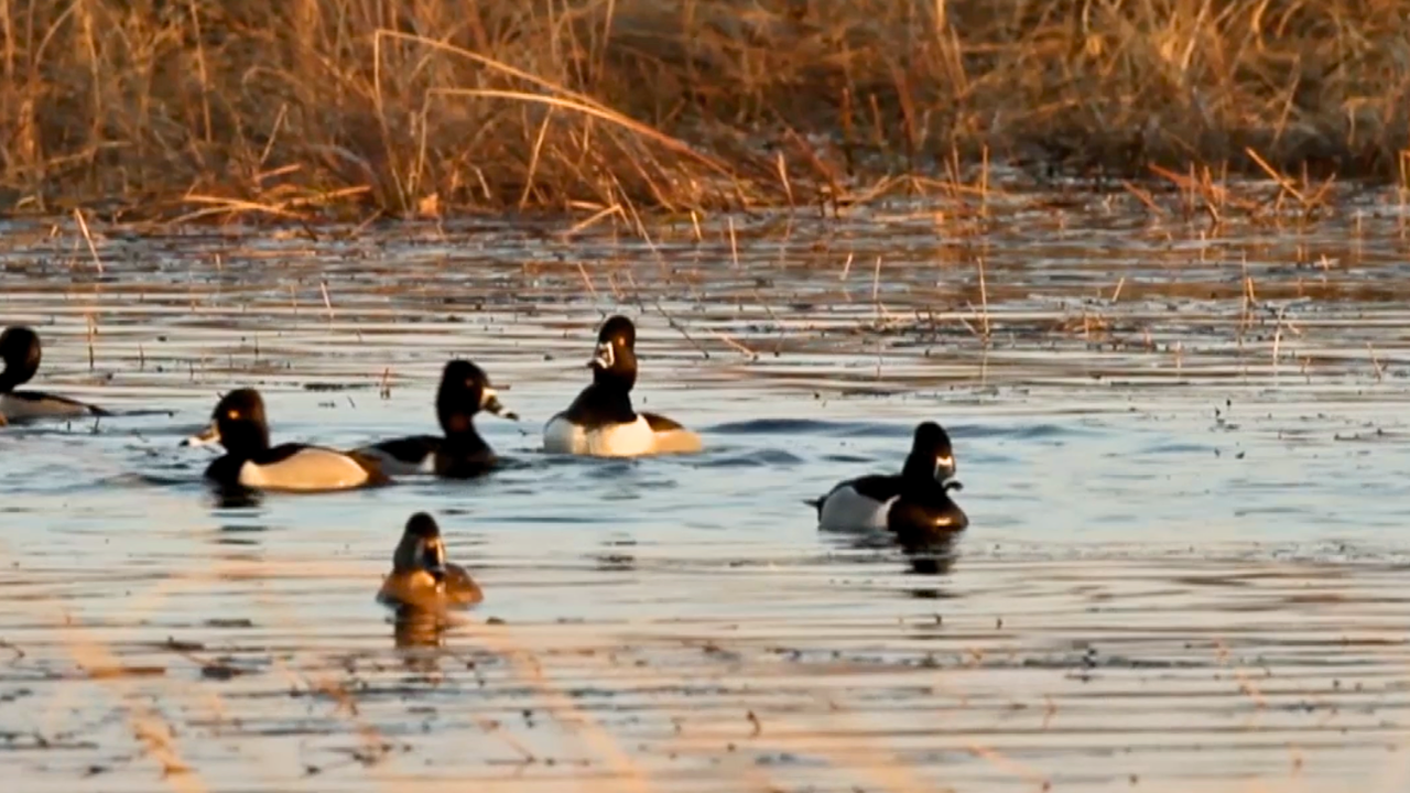 Wetlands Wisdom