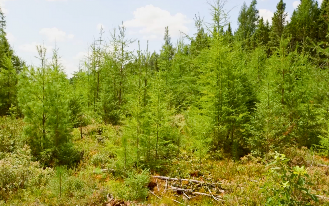 Protecting Forests, Enhancing Lives