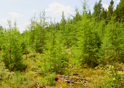 Protecting Forests, Enhancing Lives