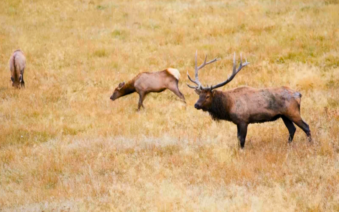 Careers in Conservation