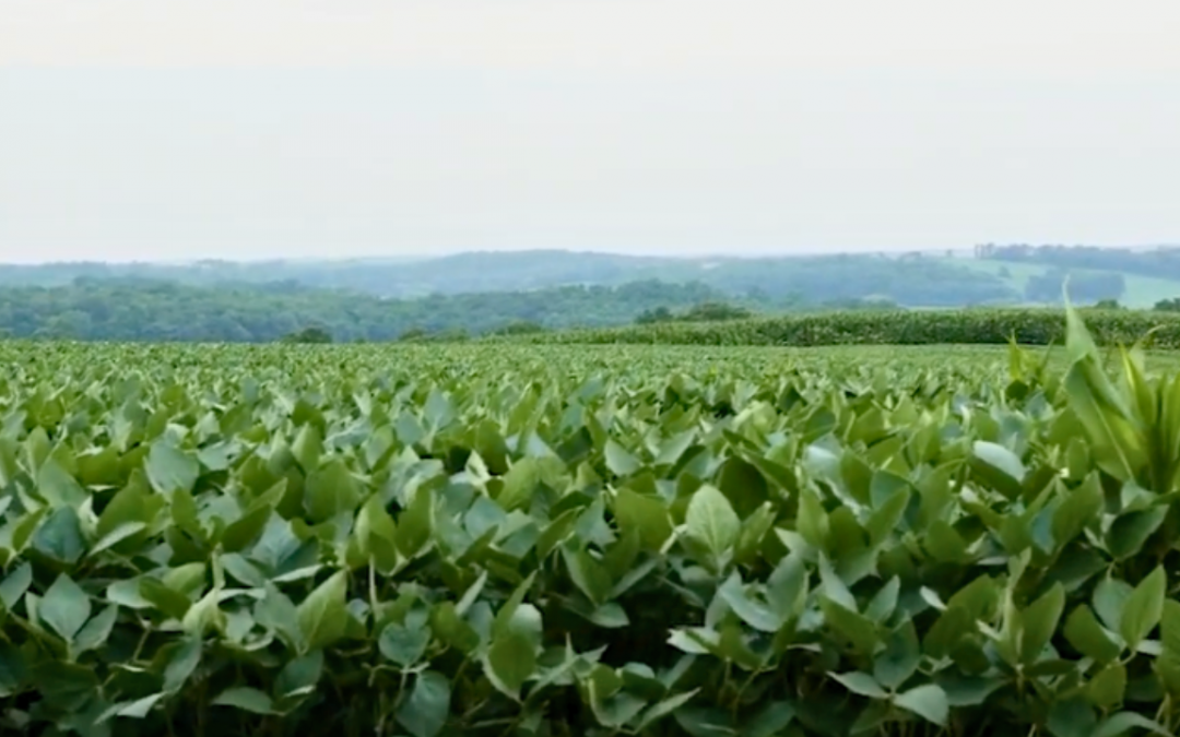 Searching for Sustainability (Sustainability Lands & Lives Documentary)