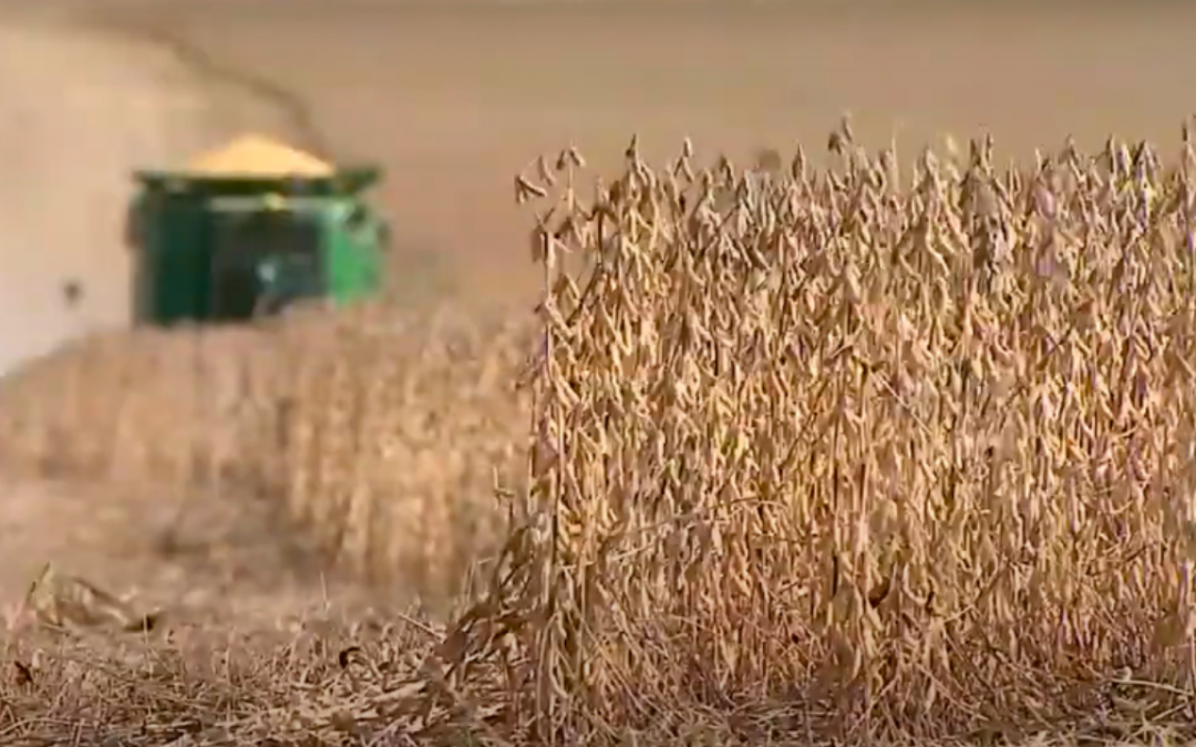 Soybean Sustainability