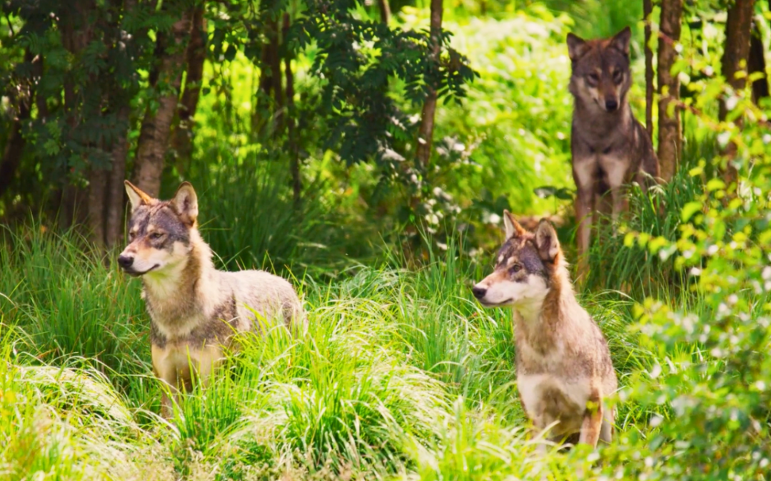 Into the History of Wolves