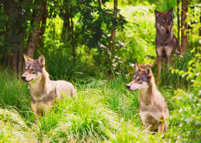 Into the History of Wolves