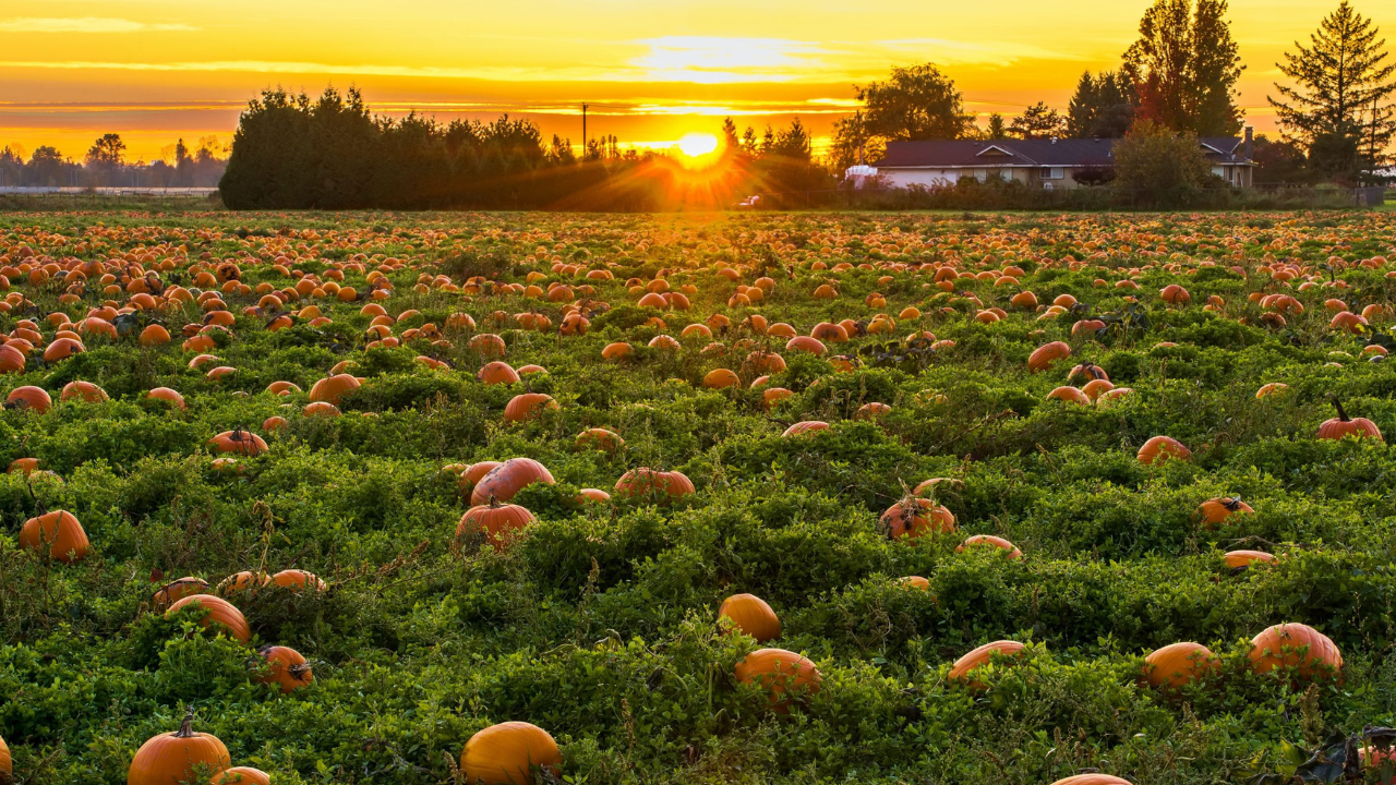 15 Fun Activities to do Outside During Fall!