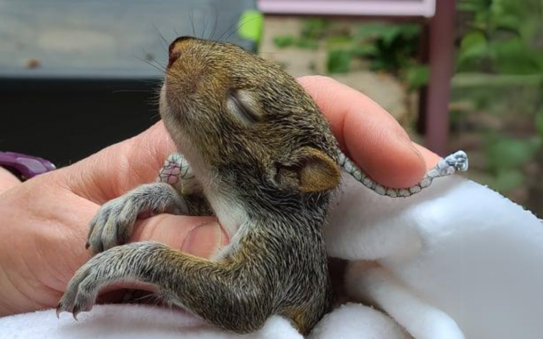 Big Hearts Saving Animal Lives: Two Types of Heroes