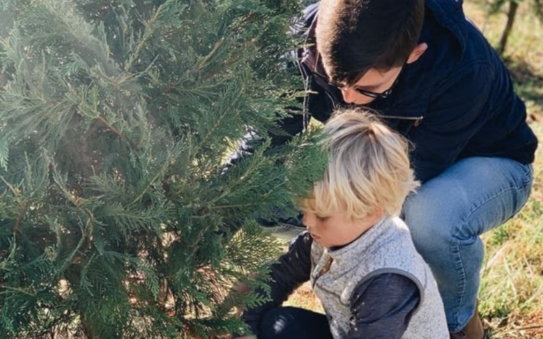 Real Versus Artificial Tree: The Sustainable Choice