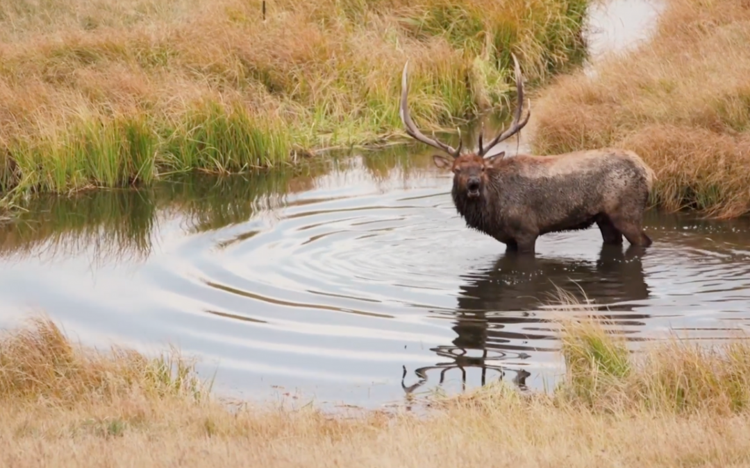 They’re Back! Reintroducing Wisconsin’s Elk