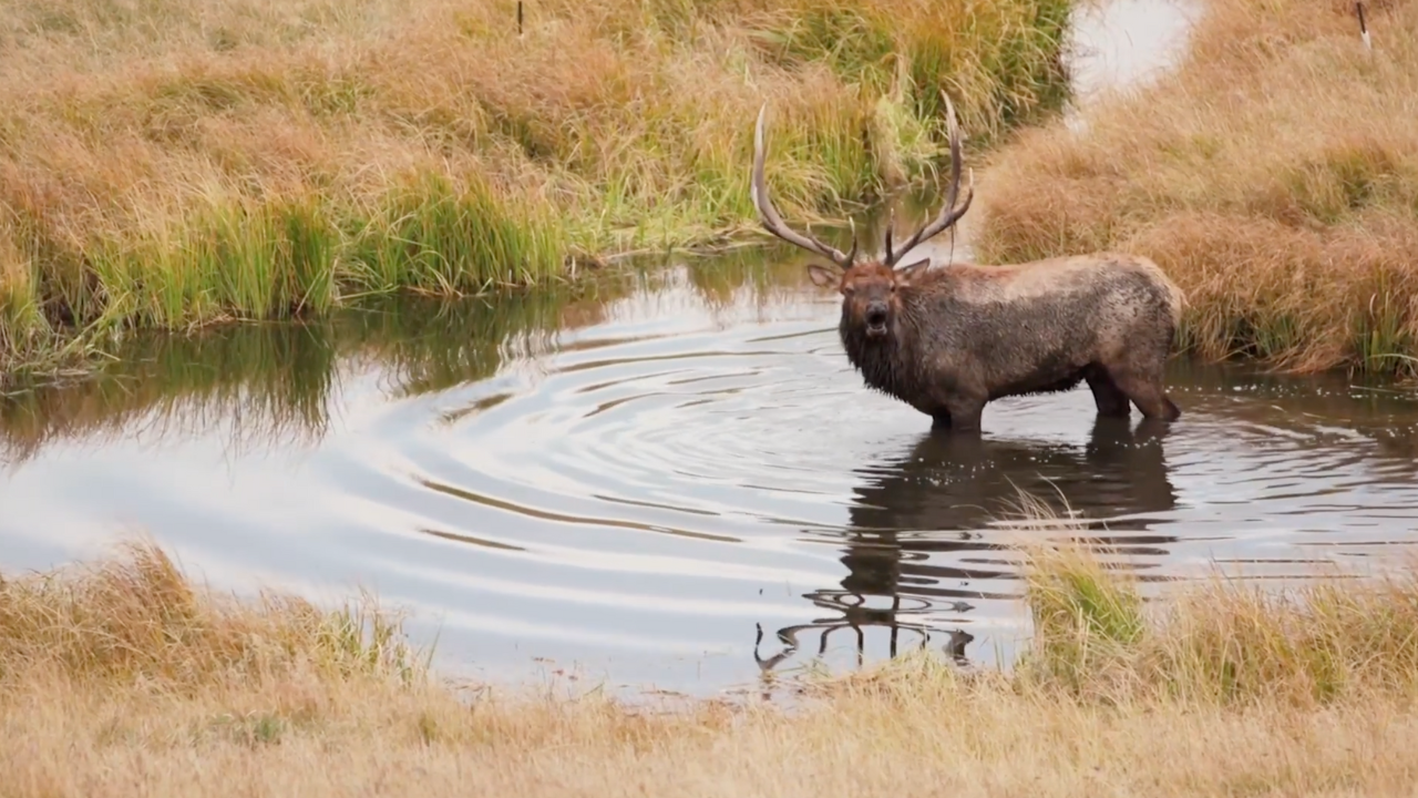 They’re Back! Reintroducing Wisconsin’s Elk