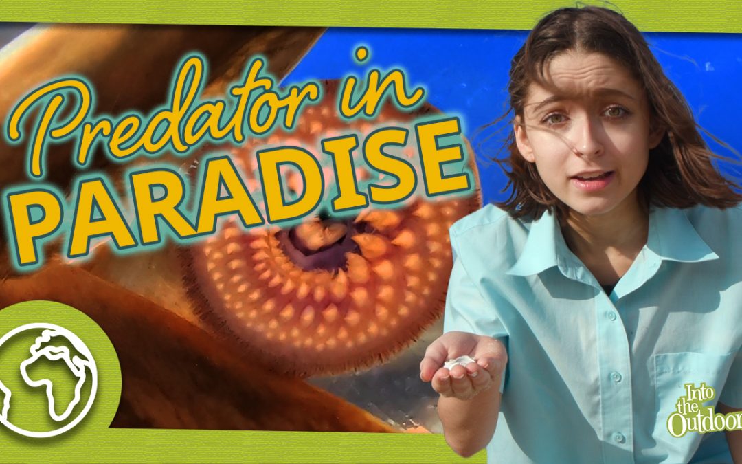 Predator in Paradise