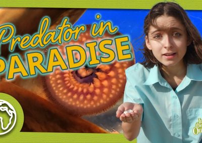 Predator in Paradise