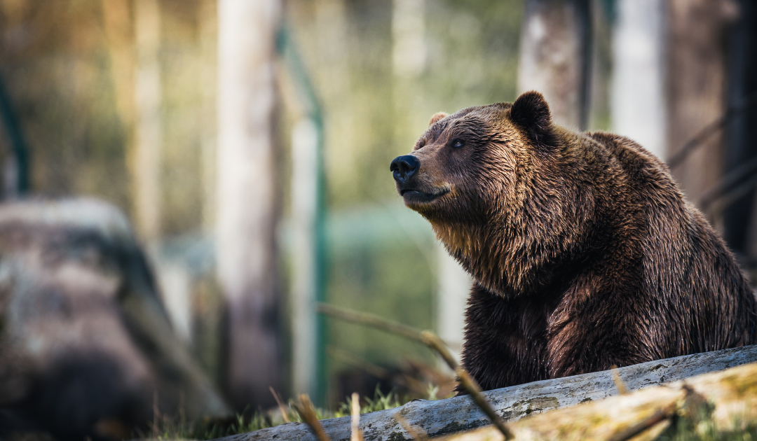 Grizzly Bears Beyond the Horizon: Understanding One of North America’s Most Misunderstood Animals