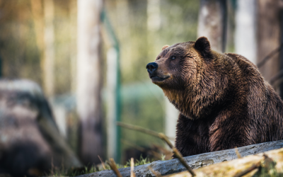 Grizzly Bears Beyond the Horizon: Understanding One of North America’s Most Misunderstood Animals