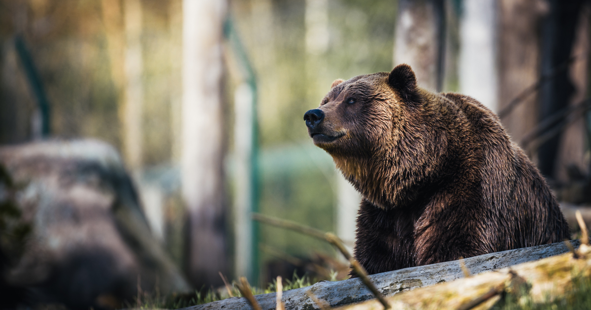 Grizzly Bears Beyond the Horizon: Understanding One of North America’s Most Misunderstood Animals